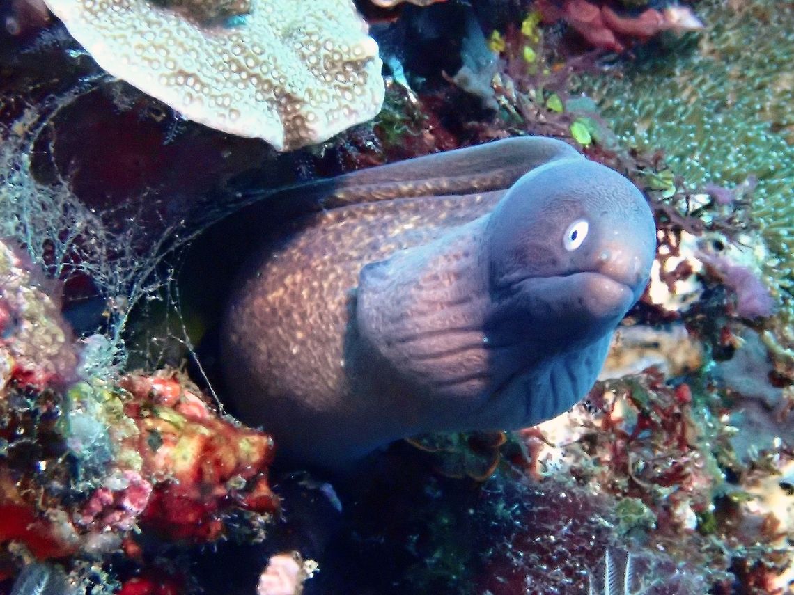 White-Eyed Moral Eel - Gymnothorax thyrsoideus  Bali,Eel,Geotagged,Greyface moray,Gymnothorax thyrsoideus,Indonesia,Moray Eel,Padang Bai,Spring