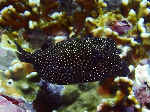 Spotted Boxfish - Ostracion meleagris This is a variation of Spotted Boxfish - Ostracion meleagris Bali,Boxfish,Fish,Geotagged,Indonesia,Ostracion meleagris,Padang Bai,Spring,White-spotted boxfish