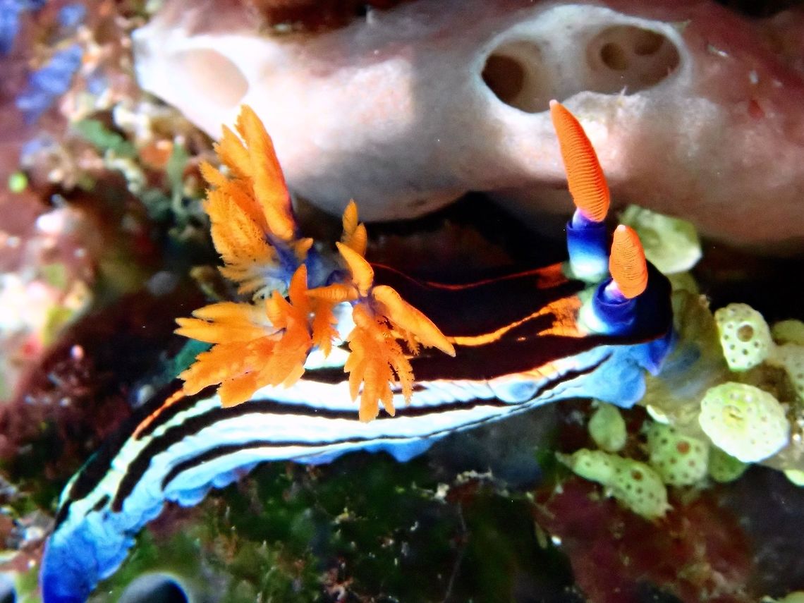 Nudibranch - Nembrotha purpureolineolata This Nembrotha purpureolineolata Nudibranch is very colourful with striking orange rhinopores and gills. Bali,Geotagged,Indonesia,Nembrotha purpureolineolata,Nudibranch,Padang Bai,Spring