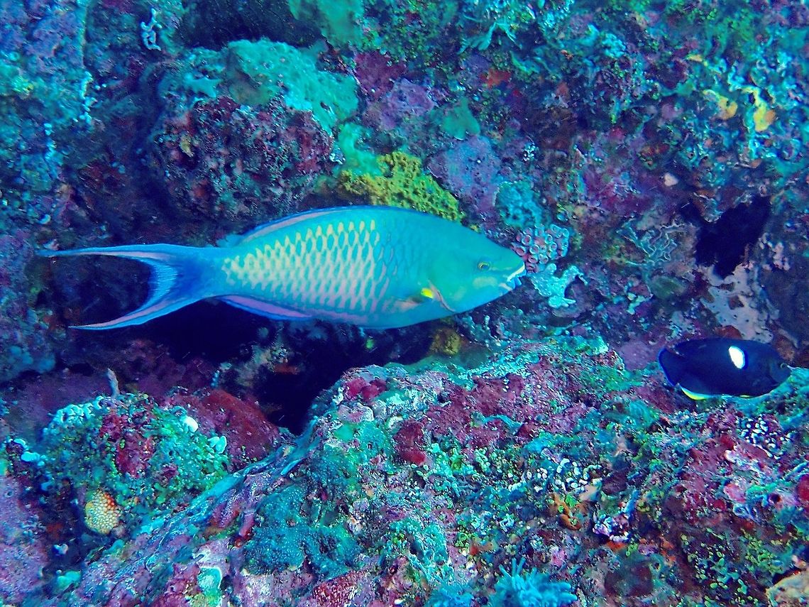 Tricolor Parrotfish - Scarus tricolor  Bali,Fish,Geotagged,Indonesia,Padang Bai,Parrotfish,Scarus tricolor,Spring,Tri-color Parrotfish
