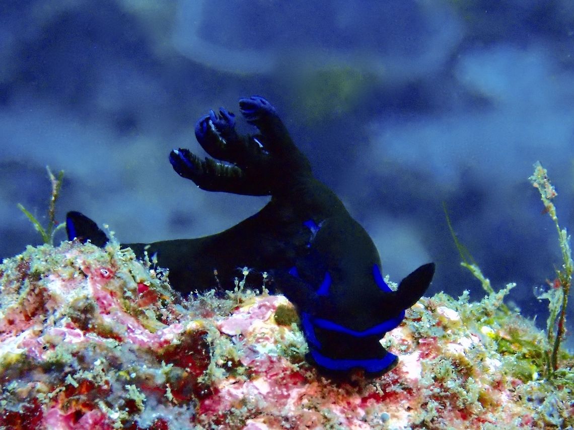 Nudibranch - Tambja morosa  Bali,Geotagged,Gloomy Nudibranch,Indonesia,Nudibranch,Padang Bai,Spring,Tambja morosa