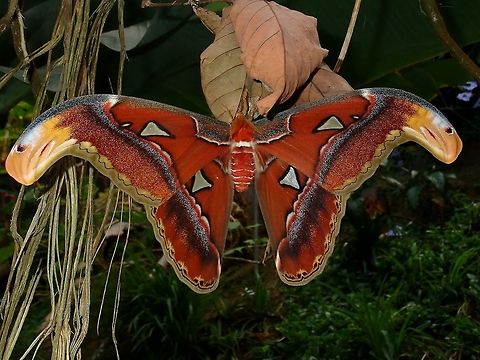 Atlas Moth - Attacus atlas A freshly e-closed Atlas Moth - Attacus atlas, not ready to fly yet. Atlas Moth,Attacus atlas,Fall,Geotagged,Malaysia,Moth,Pahang