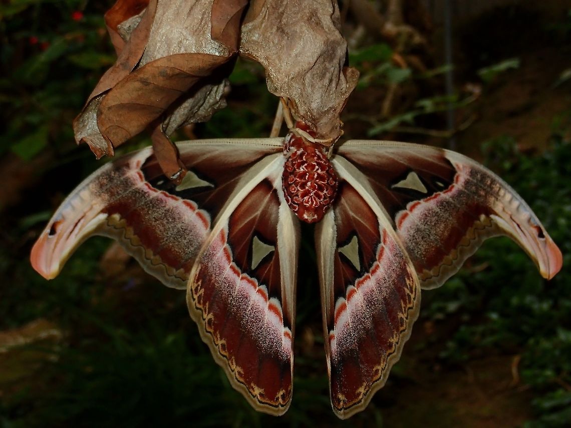 Just as great from the underside The underside of Atlas Moth - Attacus atlas is just as nice, they are simply gorgeous! Atlas Moth,Attacus atlas,Fall,Geotagged,Malaysia,Moth,Pahang