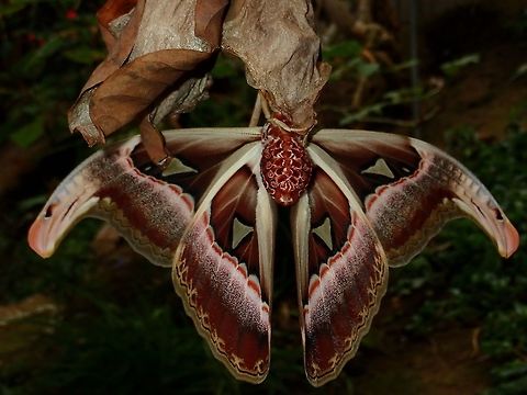 Just as great from the underside The underside of Atlas Moth - Attacus atlas is just as nice, they are simply gorgeous! Atlas Moth,Attacus atlas,Fall,Geotagged,Malaysia,Moth,Pahang