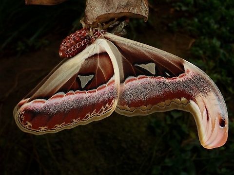 Snake Head? The top edge of the wings is supposed to look like a 'false snake head' to ward off predators. Atlas Moth,Attacus atlas,Fall,Geotagged,Malaysia,Moth,Pahang