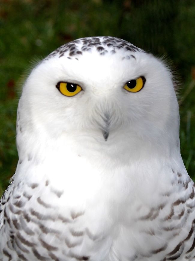 Snowy Owls - Bubo scandiacus Snowy Owls - Bubo scandiacusm, seen at Wild Life Park at Han-sur-Lesse. Belgium,Bird,Bubo scandiacus,Fall,Geotagged,Owl,Snowy Owl