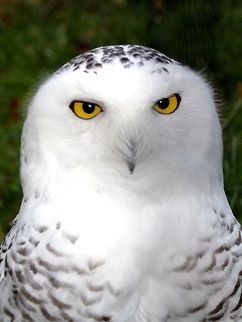 Snowy Owls - Bubo scandiacus Snowy Owls - Bubo scandiacusm, seen at Wild Life Park at Han-sur-Lesse. Belgium,Bird,Bubo scandiacus,Fall,Geotagged,Owl,Snowy Owl