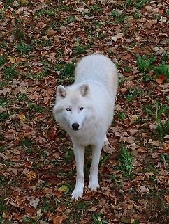 I'm White! Saw this Artic Wolf - Canis lupus arctos at Wild Life Park of Han-sur-Lesse, Belgium. There were a pack of them, at least 6 of them and as we waited at the observation platform, one of them came towards us, allowing us to see it close-up :) Arctic wolf,Belgium,Canis lupus arctos,Fall,Geotagged,Mammal,Wolf
