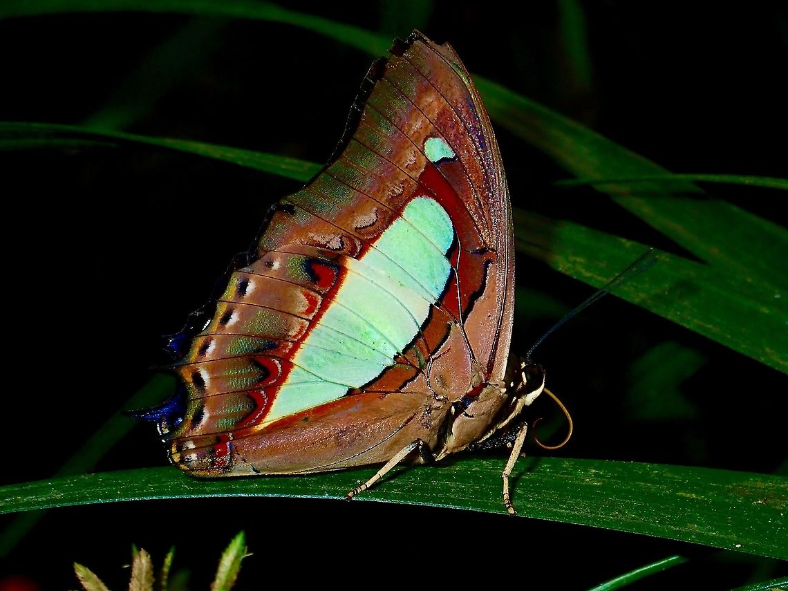 Common Nawab - Polyura athamas  Butterfly,Common nawab,Fall,Geotagged,Malaysia,Pahang,Polyura athamas