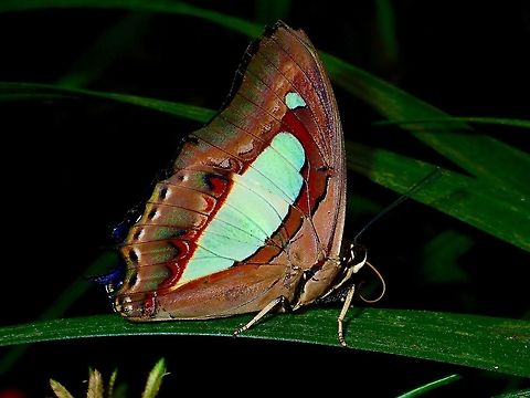 Common Nawab - Polyura athamas  Butterfly,Common nawab,Fall,Geotagged,Malaysia,Pahang,Polyura athamas