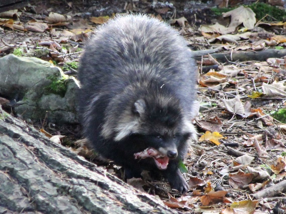 Raccoon dog Raccoon dog, seen at Wildlife Park at Cave de Han Belgium,Fall,Geotagged,Nyctereutes procyonoides,Raccoon dog