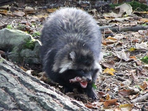 Raccoon dog Raccoon dog, seen at Wildlife Park at Cave de Han Belgium,Fall,Geotagged,Nyctereutes procyonoides,Raccoon dog