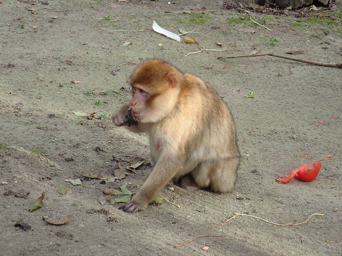 Barbery Macaque - Macaca sylvanus Seen at Landgoed Hoenderdaell Animal Park. Barbary macaque,Fall,Geotagged,Landgoed Hoenderdaell,Macaca sylvanus,Macaque,Monkey,Netherlands,zoo