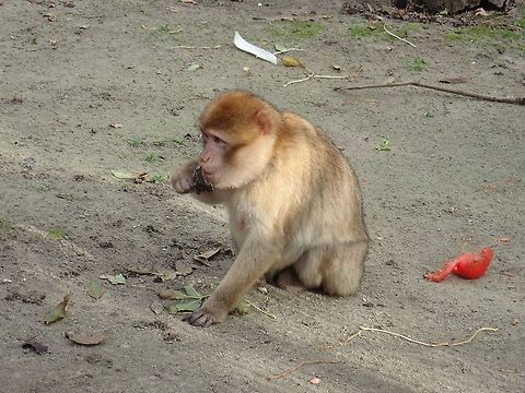 Barbery Macaque - Macaca sylvanus Seen at Landgoed Hoenderdaell Animal Park. Barbary macaque,Fall,Geotagged,Landgoed Hoenderdaell,Macaca sylvanus,Macaque,Monkey,Netherlands,zoo