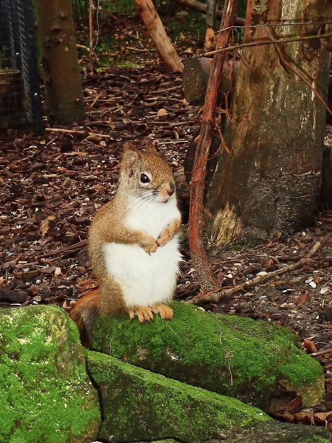 Hudson Squirrel - Tamiasciurus hudsonicus Seen at Landgoed Hoenderdaell Animal Park  American red squirrel,Fall,Geotagged,Landgoed Hoenderdaell,Netherlands,Squirrel,Tamiasciurus hudsonicus,zoo