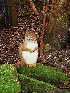 Hudson Squirrel - Tamiasciurus hudsonicus Seen at Landgoed Hoenderdaell Animal Park  American red squirrel,Fall,Geotagged,Landgoed Hoenderdaell,Netherlands,Squirrel,Tamiasciurus hudsonicus,zoo