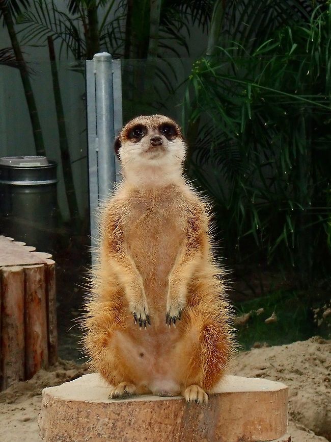 Meerkat - Suricata suricatta Seen at Landgoed Hoenderdaell Animal Park Fall,Geotagged,Landgoed Hoenderdaell,Meerkat,Netherlands,Suricata suricatta,zoo