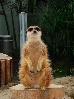 Meerkat - Suricata suricatta Seen at Landgoed Hoenderdaell Animal Park Fall,Geotagged,Landgoed Hoenderdaell,Meerkat,Netherlands,Suricata suricatta,zoo