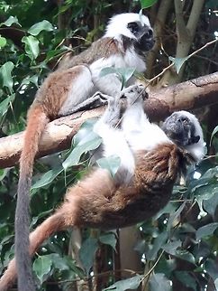 Cotton-Top Tamarin - Saguinus oedipus Seen at Landgoed Hoenderdaell Animal Park Cotton-top tamarin,Fall,Geotagged,Landgoed Hoenderdaell,Netherlands,Saguinus oedipus,Tamarin,cotton-headed tamarin,crested tamarin,zoo