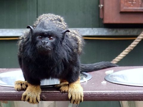 Red-Handed Tamarin - Saquinus midas Seen at Landgoed Hoenderdaell Animal Park Fall,Geotagged,Landgoed Hoenderdaell,Netherlands,Red-handed tamarin,Saguinus midas,Tamarin,zoo