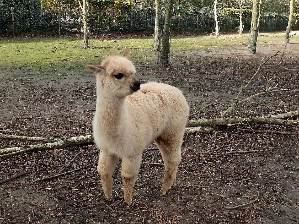 Alpaca - Vicugna pacos Seen at Landgoed Hoenderdaell Animal Park Alpaca,Fall,Geotagged,Landgoed Hoenderdaell,Netherlands,Vicugna pacos,Zoo
