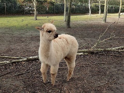 Alpaca - Vicugna pacos Seen at Landgoed Hoenderdaell Animal Park Alpaca,Fall,Geotagged,Landgoed Hoenderdaell,Netherlands,Vicugna pacos,Zoo