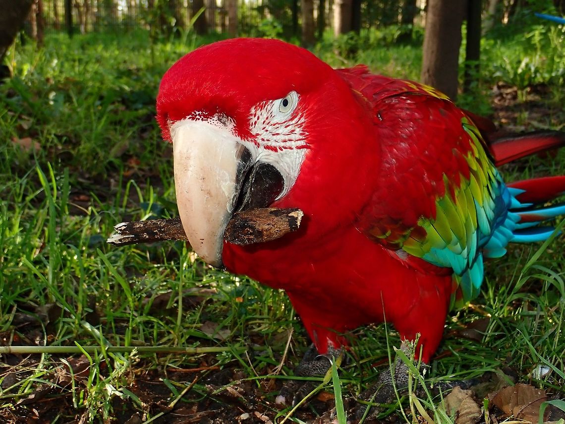 Green-Winged Macaw - Ara chloropterus Seen at Landgoed Hoenderdaell Animal Park Ara chloropterus,Bird,Fall,Geotagged,Landgoed Hoenderdaell,Macaw,Netherlands,Parrot,Red-and-green Macaw,zoo