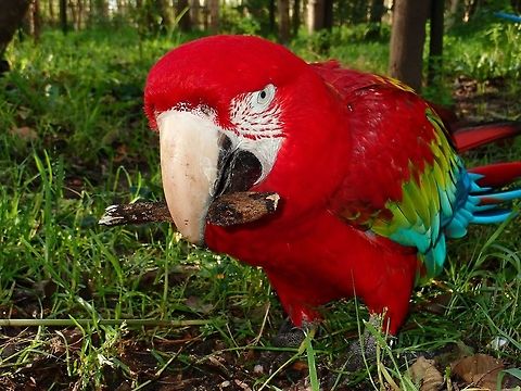 Green-Winged Macaw - Ara chloropterus Seen at Landgoed Hoenderdaell Animal Park Ara chloropterus,Bird,Fall,Geotagged,Landgoed Hoenderdaell,Macaw,Netherlands,Parrot,Red-and-green Macaw,zoo