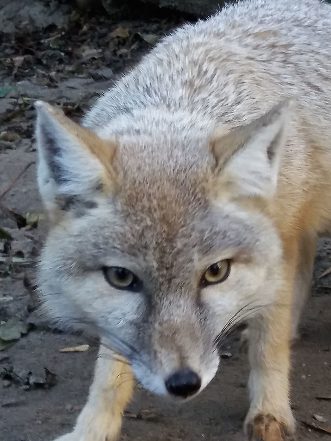 Corsac Fox - Vulpes Corsac Saw this Corsac Fox at Landgoed Hoenderdaell Animal Park.<br />
Was surprised to see a much smaller sized Fox and turned out it wasn't the more common Red Fox. It was just around 0.5 meter body length. Corsac fox,Fall,Fox,Geotagged,Landgoed Hoenderdaell,Netherlands,Vulpes corsac,Zoo