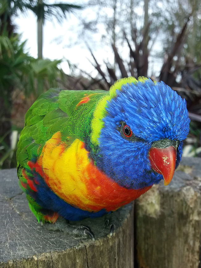 Rainbow Lorikeet - Trichoglossus haematodus or Trichoglossus moluccanus? Seen at Landgoed Hoenderdaell Animal Park but not sure if this one is Trichoglossus haematodus or Trichoglossus moluccanus? Bird,Fall,Geotagged,Landgoed Hoenderdaell,Lorikeet,Netherlands,Rainbow Lorikeet,Trichoglossus moluccanus,zoo