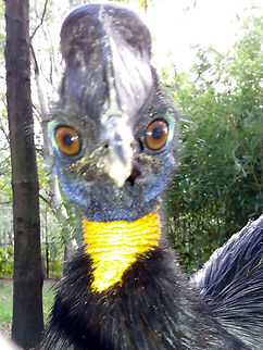Golden-Necked Cassowary - Casuarius unappendiculatus (?) Seen at Landgoed Hoenderdaell Animal Park.
Large sized bird and can be aggressive and pack with a powerful punch/kick with its feet. Bird,Cassowary,Casuarius unappendiculatus,Fall,Geotagged,Golden-necked Cassowary,Landgoed Hoenderdaell,Netherlands,Northern cassowary,zoo