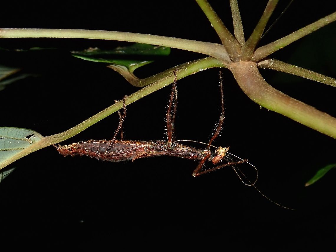Stick Insect, Phasmid - Asceles tanarata tanarata This is a sub-species of Asceles tanarata tanarata discovered from the high altitude mossy forest of Mt. Brinchang, around 1,800 - 2,000 masl. This small sized female is around 4 cm and has false-wings.<br />
<br />
2 other known sub-species - Asceles tanarata amplior is known from Fraser's Hill and Asceles tanarata singapura is recorded from Singapore and Johor. This other 2 sub-species have bigger full wings. Asceles tanarata tanarata,Fall,Geotagged,Malaysia,Pahang,Phasmid,Stick Insect