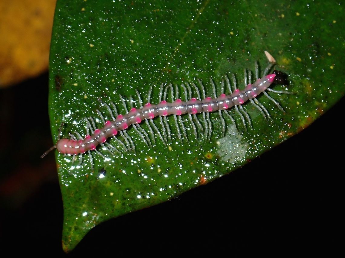 Pink Millipede Millipede, probably still a juvenile, with pink markings on body, body length of around 5 cm.<br />
<br />
The nearest ID I get, this Millipede is under the Order of Polydesmida and Family of Paradoxosomatidae. Fall,Geotagged,Malaysia,Millipede,Pahang