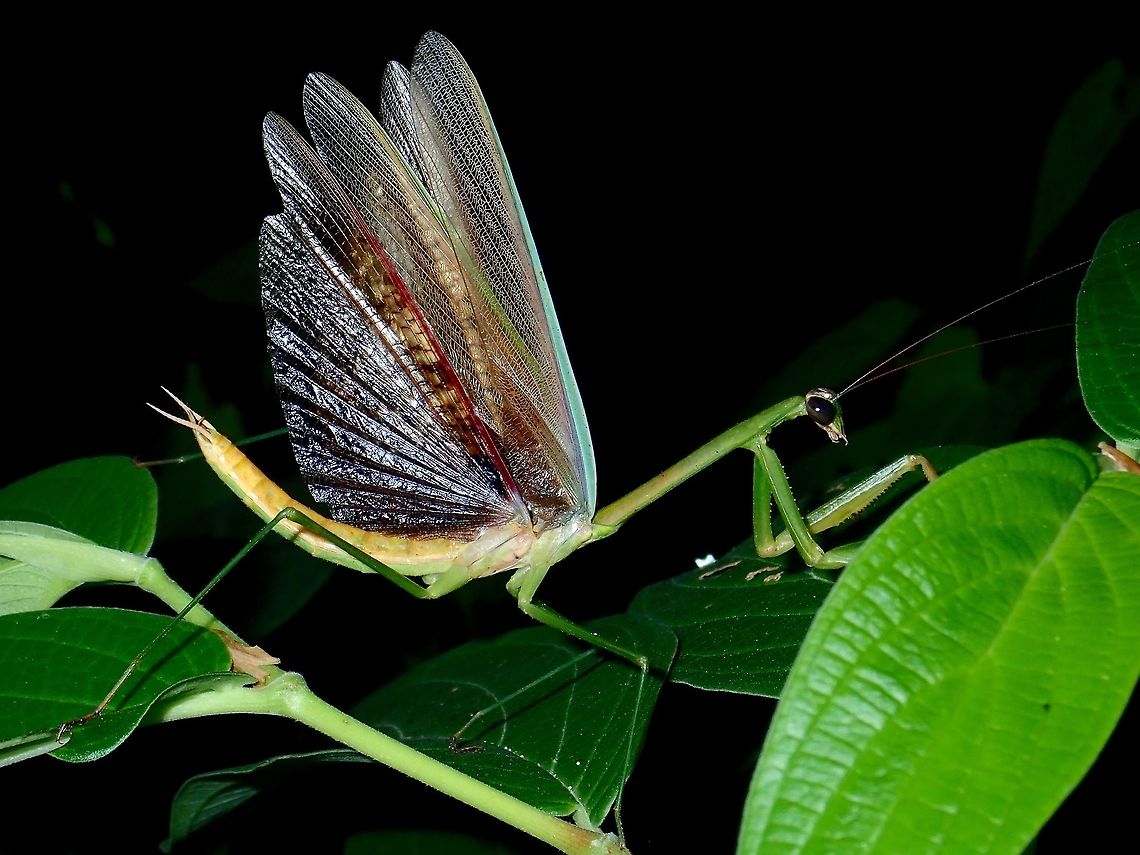 Defensive posture Praying Mantis with her wings flared up in defensive posture. Fall,Geotagged,Malaysia,Mantis,Praying Mantis,Tapah