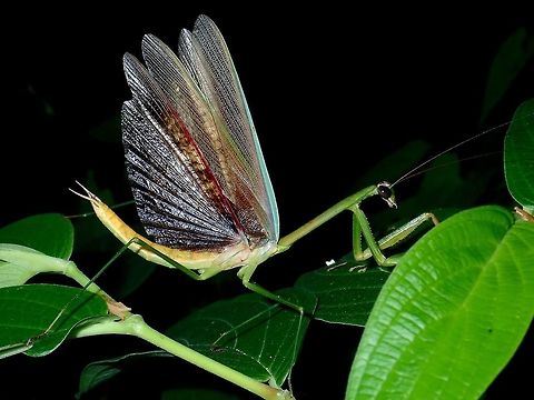 Defensive posture Praying Mantis with her wings flared up in defensive posture. Fall,Geotagged,Malaysia,Mantis,Praying Mantis,Tapah