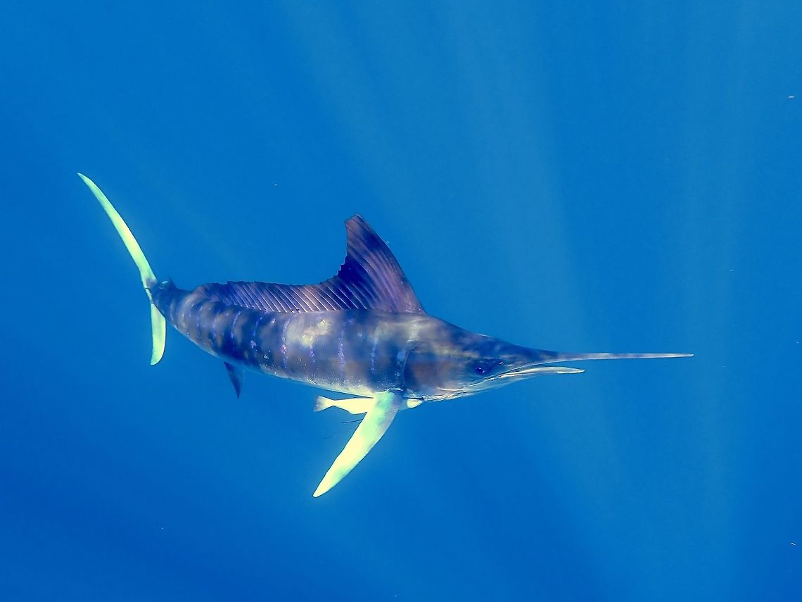 Striped Marlin - Kajikia audax One of my sought after game fish, not to fish/hunt but to see and swim with them. More than just to swim with them but also to see them hunt among bait balls of Sardines. So this was a dream come true encounter to me even though I have seen them before. They are mostly between 1.5 - 2.5 meters. <br />
<br />
We saw many of them on this trip, and our Boatman tries to locate them hunting among bait balls so that we can have better encounters with them and the experience was incredible. At times, the Baitballs (Sardines) were coming very close to us to 'take shelter' and we get the Marlins coming right to us that we have to back off as their sharp beak can surely inflict serious damages. As the Marlins hunt, they also flashes colours and also their dorsal fin. The dorsal fin are 'flattened' when they are swimming freely and not in hunting mode. Baja,Fall,Fish,Geotagged,Kajikia audax,Marlin,Mexico,Striped marlin