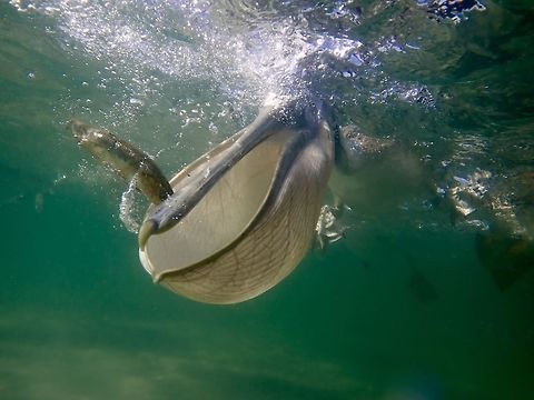 Scooping Fish On my Pelagic Expedition in Baja, Mexico, aside from looking for marine life, we also encounter a lot of sea birds.
One of the hi-light of the trip was to see hundreds of Brown Pelican hunting/feeding on Sardines Baitball.  They rocket down from the air to catch the Sardines.  However, it was not possible for us to get into the water to get footages of them in the water as the area the 'bait ball hunt' was taking place was too shallow with poor visibility.
This shot was taken from the Boat with camera in the water as our Boatman started to throw Sardines that he brought for sharks chumming, to feed the Pelicans. Baja,Bird,Brown pelican,Fall,Geotagged,Mexico,Pelecanus occidentalis,Pelican,Puerto San Carlos