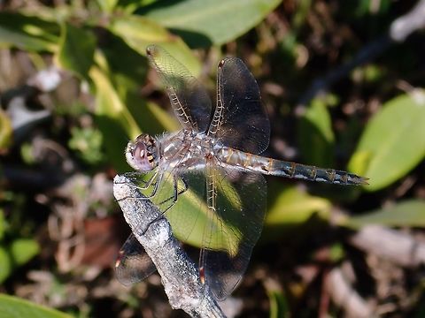Dragonfly Varigated Meadowhawk Dragonfly - Sympetrum corruptum, seen among the bushes in a mangrove swamp. Baja,Dragonfly,Fall,Geotagged,Mexico,Sympetrum corruptum,Variegated meadowhawk