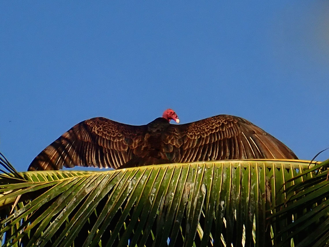 Sun bathing A few of this Turkey Vultures - Cathartes aura were hanging out on top of some coconut trees just in front of the Resort I was staying.  This one was spreading its wings and holding this position for a very long time, I gather it is taking in the sunshine.  There seems to be a bit of a &#039;goldish&#039; glow to its feather from the sunlight. Baja,Bird,Cathartes aura,Fall,Geotagged,Mexico,Turkey Vulture,Vulture