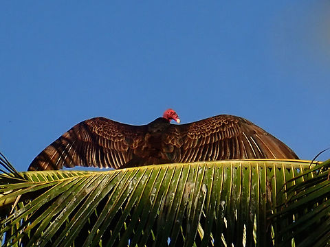 Sun bathing A few of this Turkey Vultures - Cathartes aura were hanging out on top of some coconut trees just in front of the Resort I was staying.  This one was spreading its wings and holding this position for a very long time, I gather it is taking in the sunshine.  There seems to be a bit of a 'goldish' glow to its feather from the sunlight. Baja,Bird,Cathartes aura,Fall,Geotagged,Mexico,Turkey Vulture,Vulture