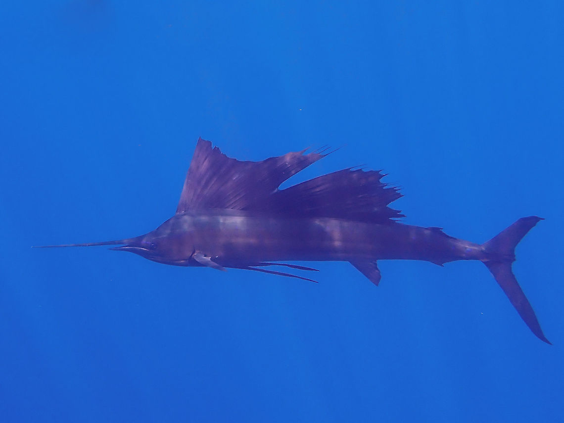 Fastest Fish The Sailfish - Istiophorus platypterus is the fastest fish in the world, clocking up to 110 km/hour.  They get their name from their spectacular dorsal fin that stretches almost the whole length of their body.  They can grow up to 3.5 meters length.<br />
<br />
This was another dream come true encounter for me, have only seen them breaching before from Boats and I wanted to swim with them, especially with them hunting among Baitballs.<br />
<br />
On our second day during our Pelagic Expedition in Baja, Mexico, we saw a big group of Striped Marlins hunting among bait balls and when my buddy and I got into the water, I was surprised to see the Sailfish too and made additional efforts to at least get some footage of it and this was the only decent picture I managed to take of the Sailfish.  Was very happy with this bonus encounter as we were not expecting to see them on this trip. Baja,Fall,Fish,Geotagged,Indo-Pacific sailfish,Istiophorus platypterus,Mexico,Sailfish