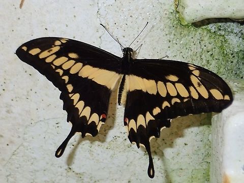 King/Thoas Swallowtail - Papilio thoas  Butterfly,Fall,Geotagged,King Swallowtail,Mexico,Mexico City,Papilio thoas,Swallowtail,Thoas swallowtail