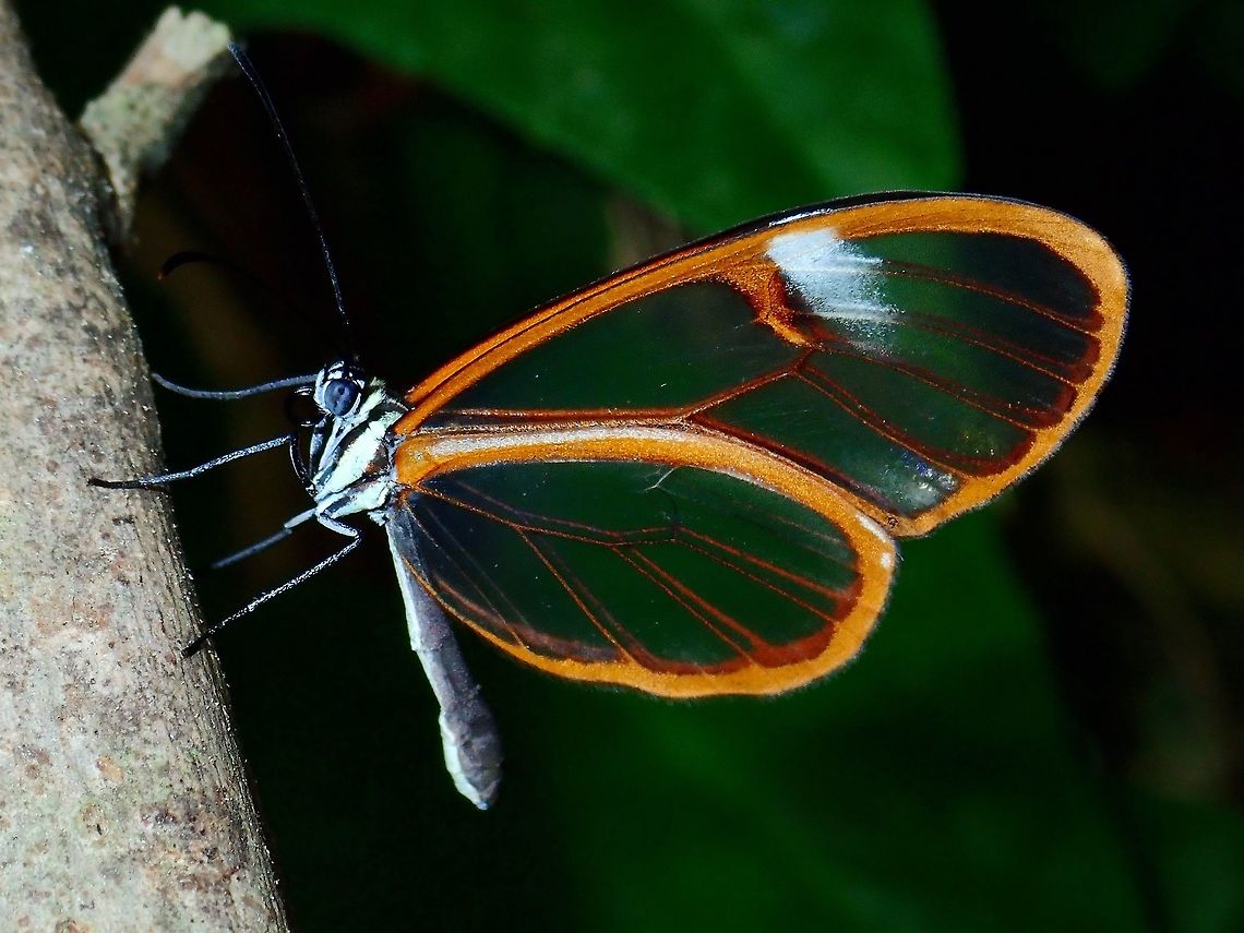 Clearwings, see-through them! This Salvin's Clearwing -  Episcada salvinia got their names for the near-transparent wings. Butterfly,Clearwing Butterfly,Episcada salvinia,Fall,Geotagged,Mexico,Patilla Clearwing,Salvin's clearwing