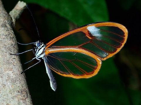 Clearwings, see-through them! This Salvin's Clearwing -  Episcada salvinia got their names for the near-transparent wings. Butterfly,Clearwing Butterfly,Episcada salvinia,Fall,Geotagged,Mexico,Patilla Clearwing,Salvin's clearwing