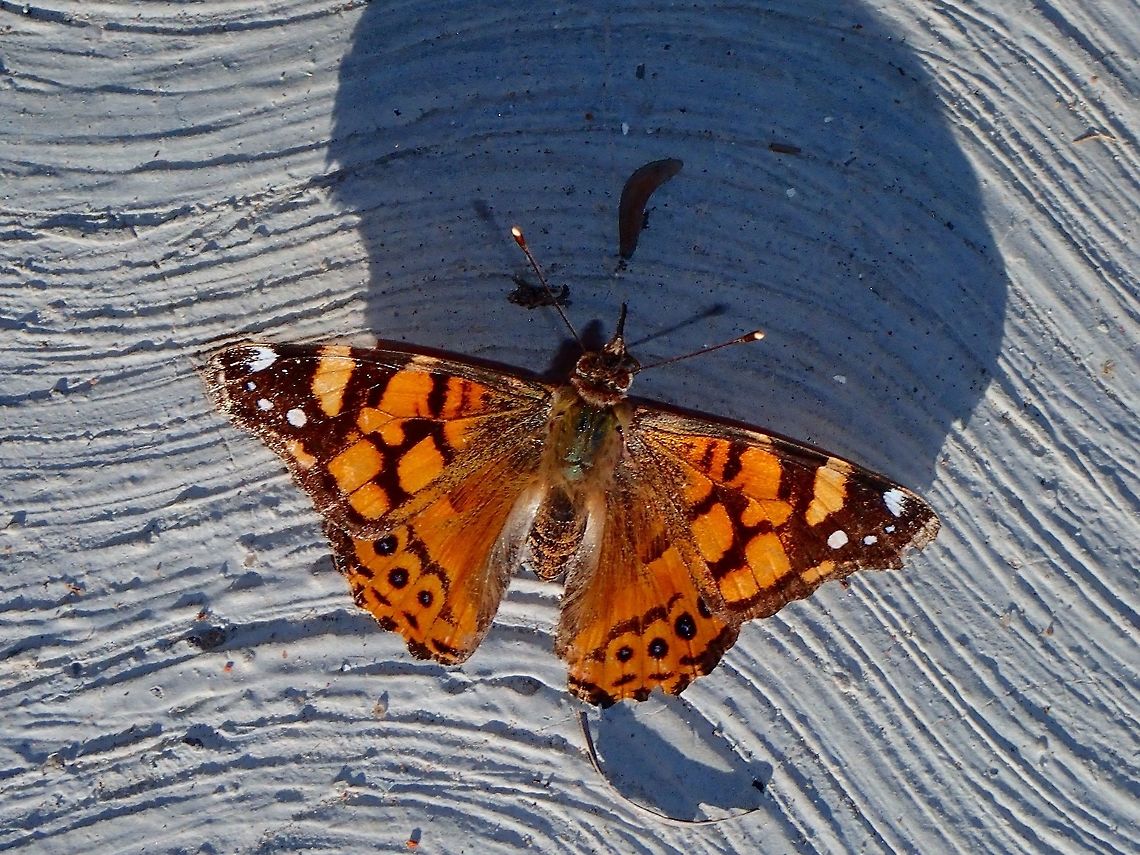 Weat Coast Lady Butterfly - Vanessa annabella  Baja,Butterfly,Fall,Geotagged,Mexico,Vanessa annabella,West Coast lady