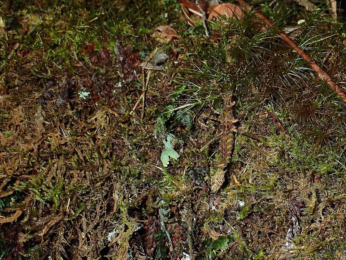 Can you find me? Female Phasmid of the species Orthostheneboea yehi, seen in a high altitude Mossy Forest of above 2,000 masl.<br />
The holotype specimen of this species was mentioned from Tapah Hills, which is a much lower altitude location, so am not sure if that information is reliable or accurate.<br />
<br />
As found at much higher altitude, the temperatures at night can easily falls below 10C and the lowest recorded night temperature is around 5-6C.  <br />
<br />
This species seems to be adaptable to the mossy surrounding and well camouflaged in its surrounding.<br />
Not sure if this species have been photographed before even though it was described in 1999.<br />
Males of this species are not known yet. Fall,Geotagged,Malaysia,Orthostheneboea yehi,Pahang,Phasmid,Stick Insect