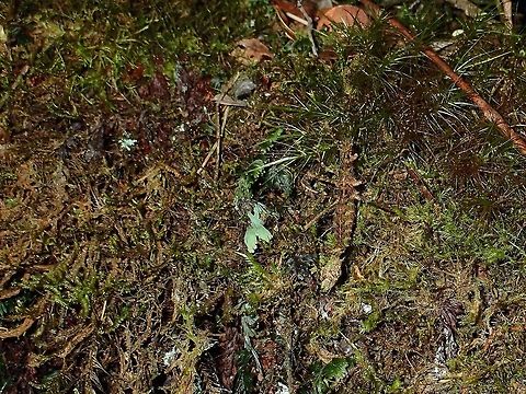 Can you find me? Female Phasmid of the species Orthostheneboea yehi, seen in a high altitude Mossy Forest of above 2,000 masl.
The holotype specimen of this species was mentioned from Tapah Hills, which is a much lower altitude location, so am not sure if that information is reliable or accurate.

As found at much higher altitude, the temperatures at night can easily falls below 10C and the lowest recorded night temperature is around 5-6C.  

This species seems to be adaptable to the mossy surrounding and well camouflaged in its surrounding.
Not sure if this species have been photographed before even though it was described in 1999.
Males of this species are not known yet. Fall,Geotagged,Malaysia,Orthostheneboea yehi,Pahang,Phasmid,Stick Insect