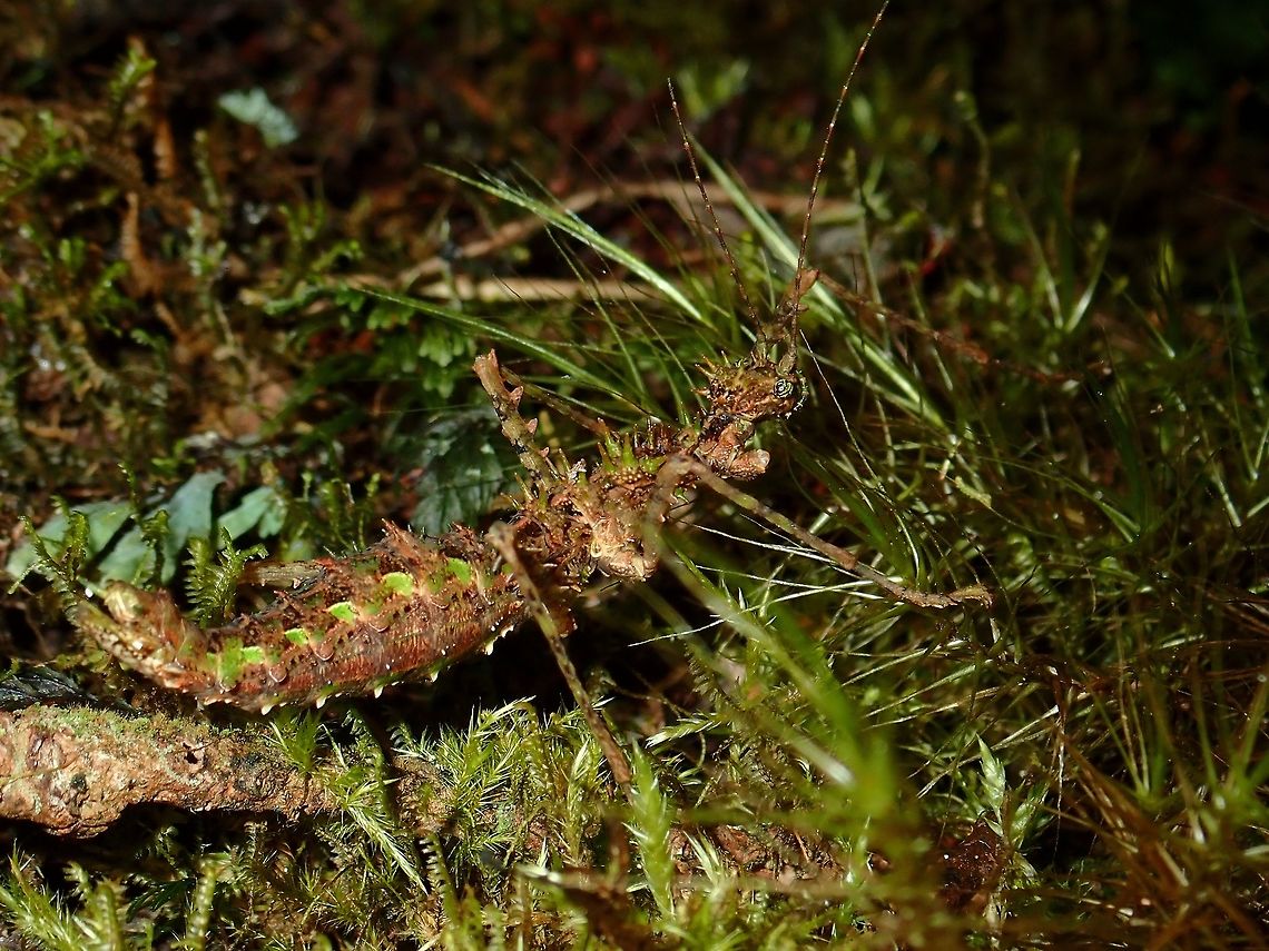 Stick Insect, Phasmid - Orthostheneboea yehi Female Phasmid of the species Orthostheneboea yehi, very spiny on her head, thorax and abdomen.<br />
She has green appendages/lobes on both sides of her abdomen which gives her better camouflage among the mossy substrate. Fall,Geotagged,Malaysia,Orthostheneboea yehi,Pahang,Phasmid,Stick Insect