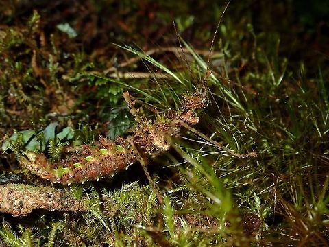 Stick Insect, Phasmid - Orthostheneboea yehi Female Phasmid of the species Orthostheneboea yehi, very spiny on her head, thorax and abdomen.
She has green appendages/lobes on both sides of her abdomen which gives her better camouflage among the mossy substrate. Fall,Geotagged,Malaysia,Orthostheneboea yehi,Pahang,Phasmid,Stick Insect