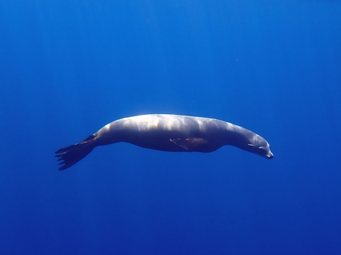 California Sea Lion - Zalophus californianus This playful California Sea Lion - Zalophus californianus, showed up during our Pelagic Expedition trip, off Baja, Mexico, in the middle of the ocean, easily more than 10 km off the coast. It was very playful, swimming around me and blowing bubbles. Baja,California sea lion,Fall,Geotagged,Mexico,Sea Lion,Zalophus californianus